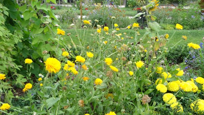 Calendula ‘Qis Ollioules Yellow Green Heart’ de la Sté Bertrand, classé parmi les grands soucis. Il est « résistant» au mildiou
